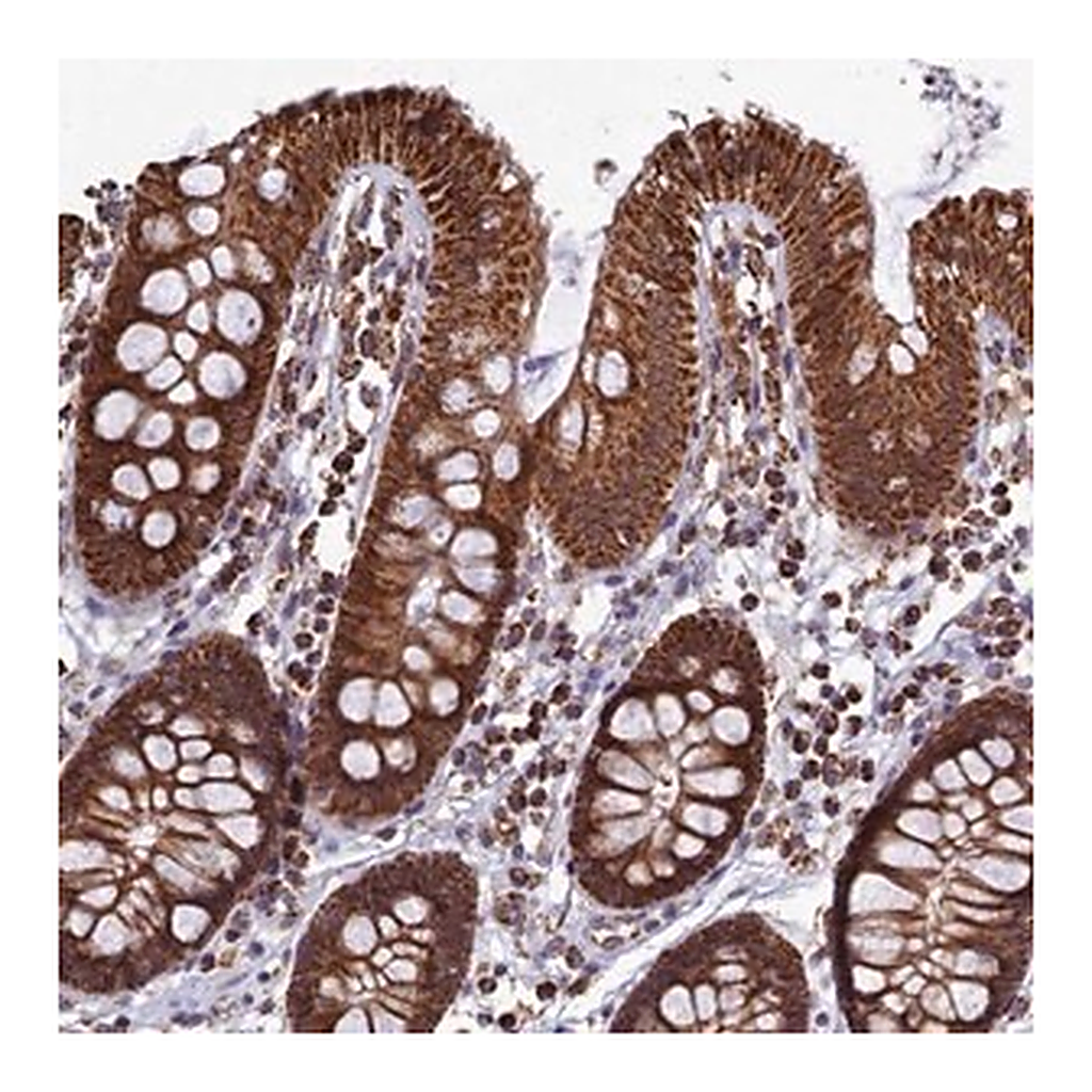 Merck Anti-SPR antibody produced in rabbit