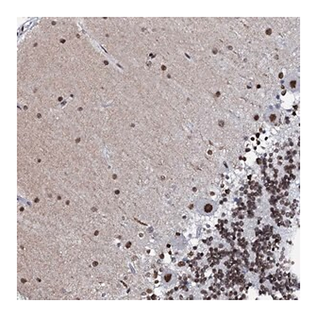 Merck Anti-C11orf57 antibody produced in rabbit