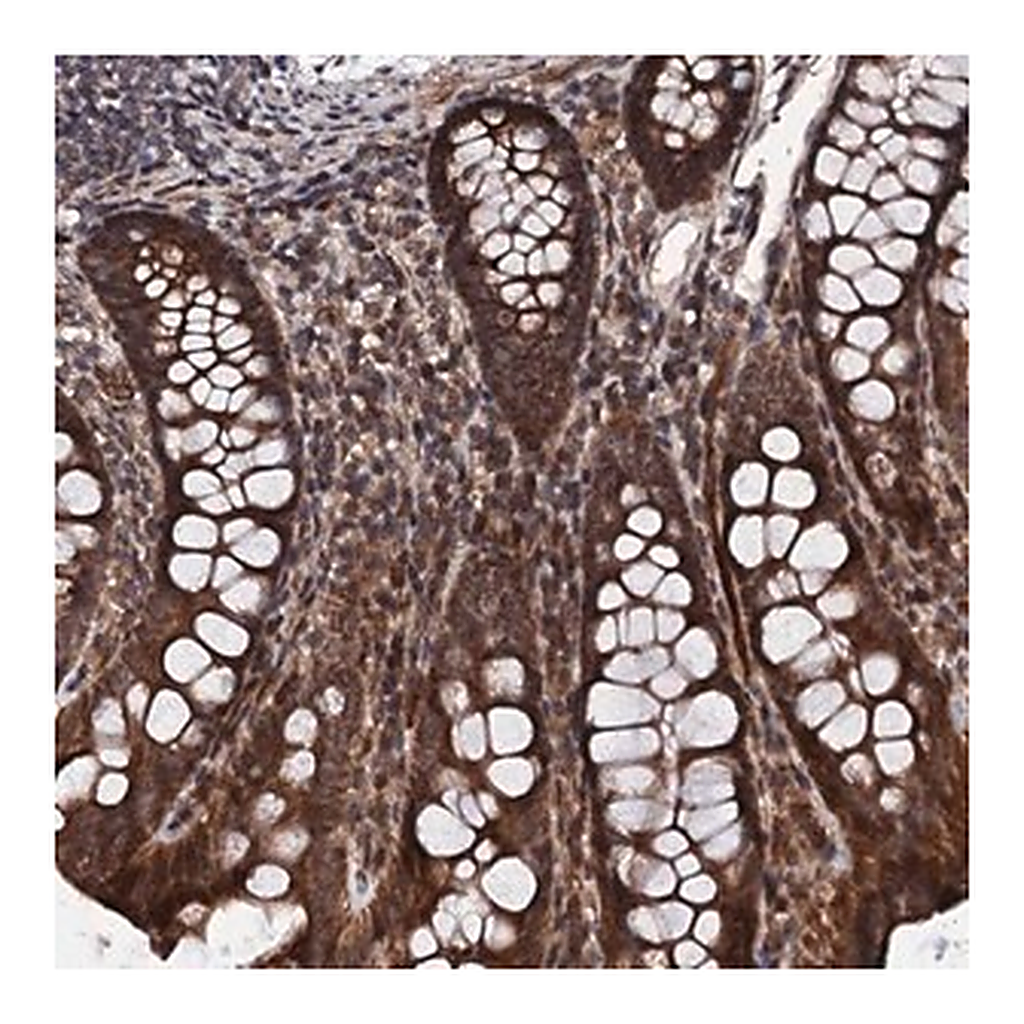 Merck Anti-FAM111A antibody produced in rabbit