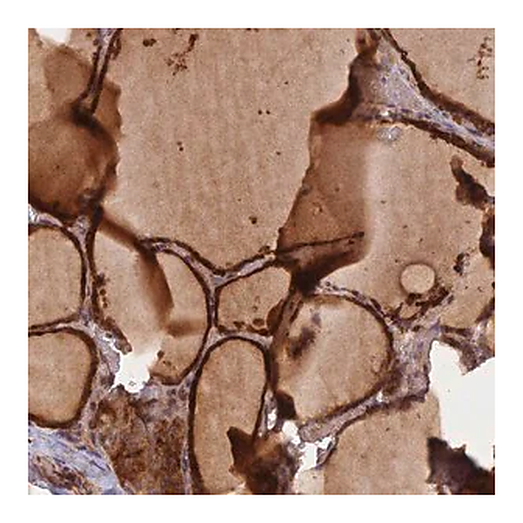 Merck Anti-GMCL1 antibody produced in rabbit