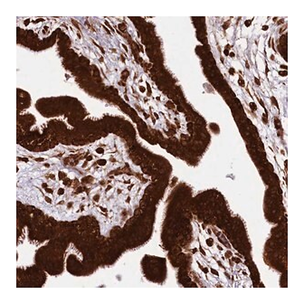 Merck Anti-LARP4 antibody produced in rabbit