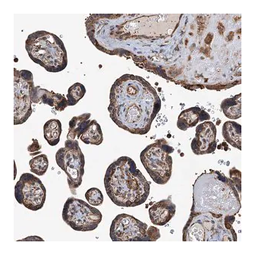 Merck Anti-WHAMM antibody produced in rabbit