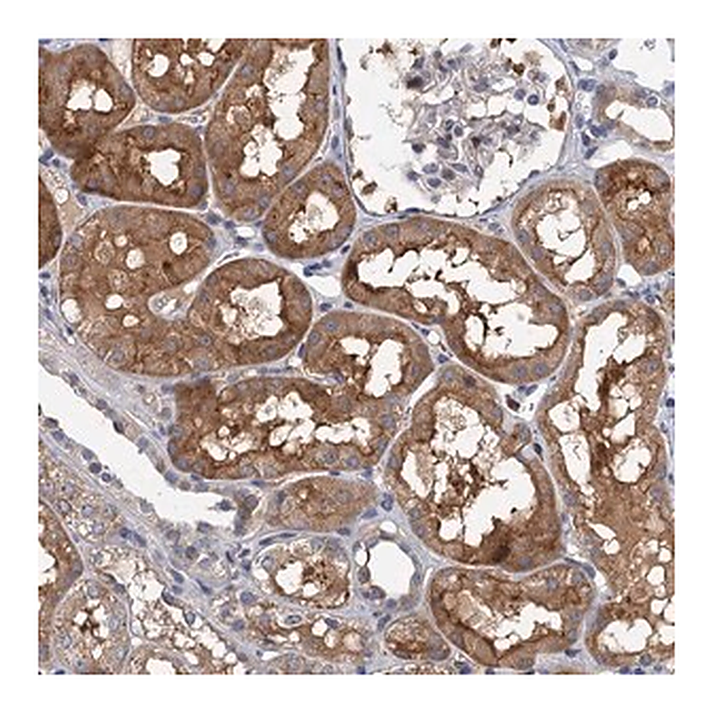Merck Anti-TPCN1 antibody produced in rabbit