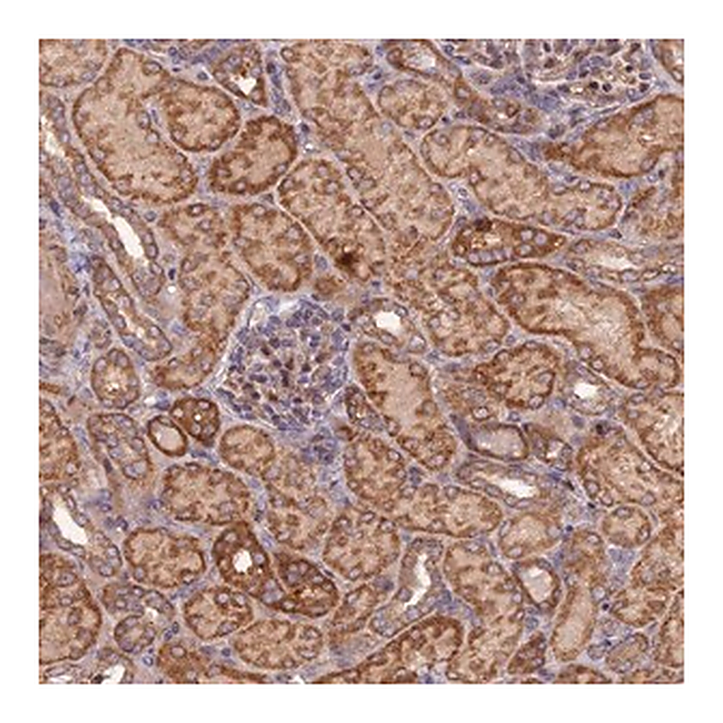 Merck Anti-FERMT1 antibody produced in rabbit