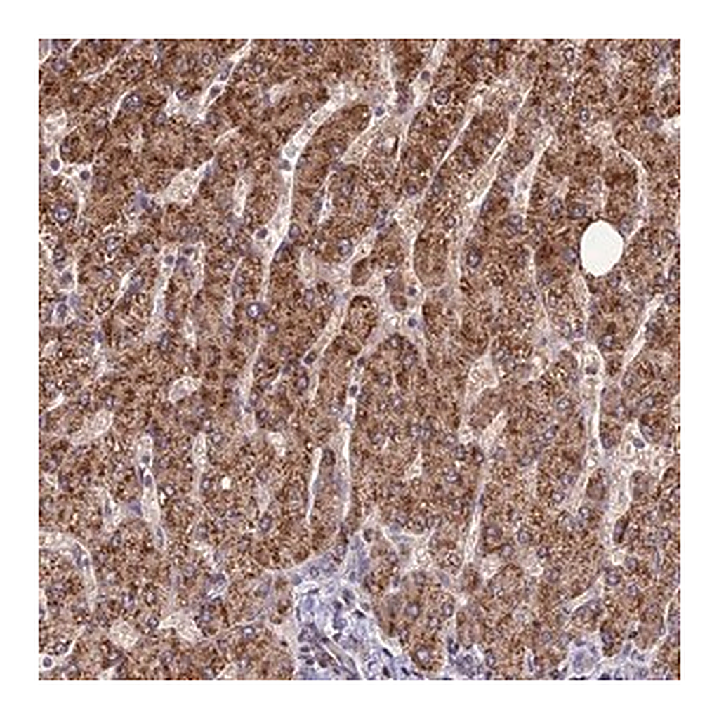 Merck Anti-FAM186B antibody produced in rabbit