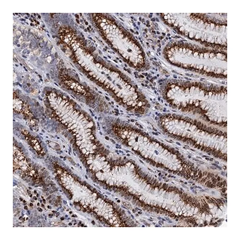 Merck Anti-THAP2 antibody produced in rabbit