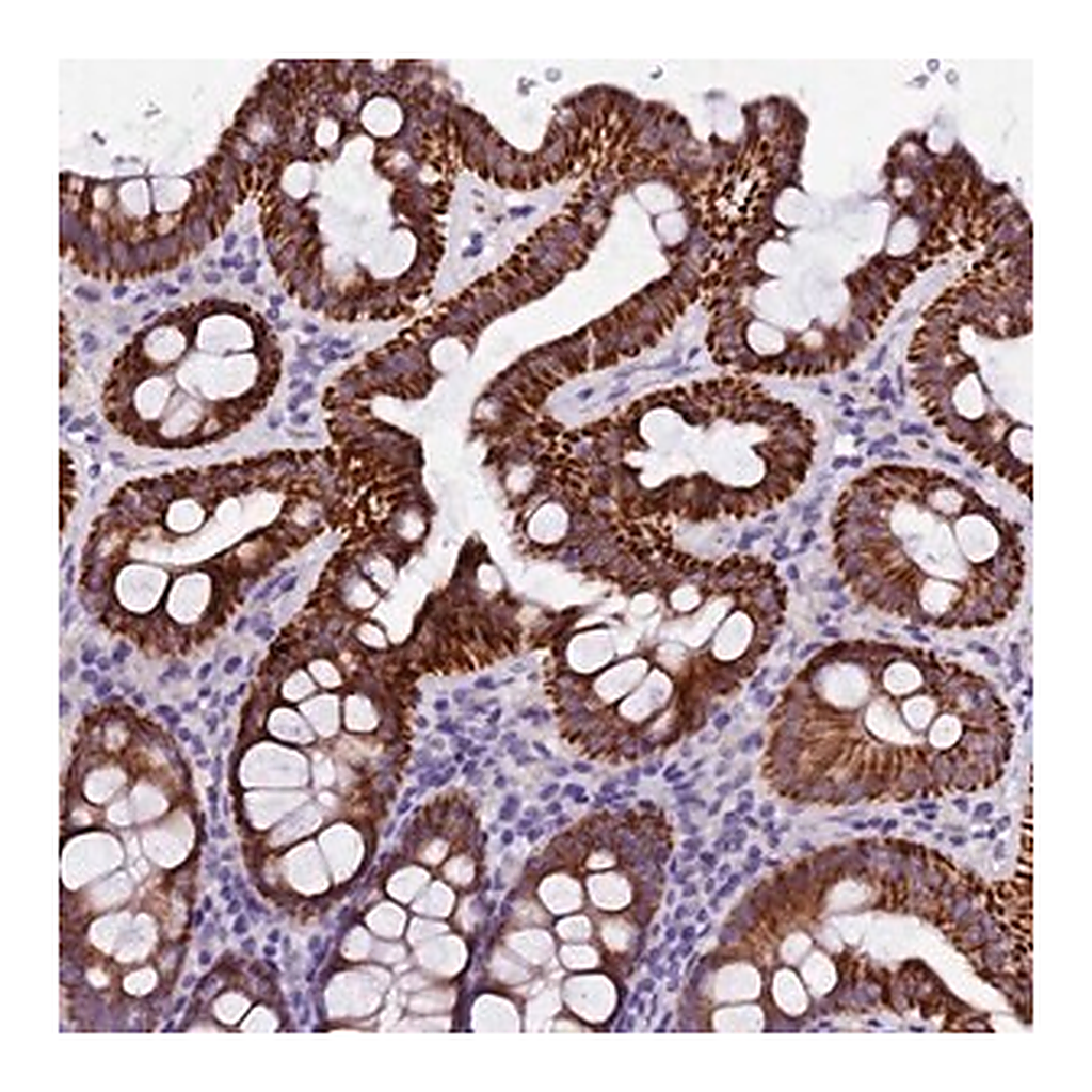 Merck Anti-NAA16 antibody produced in rabbit