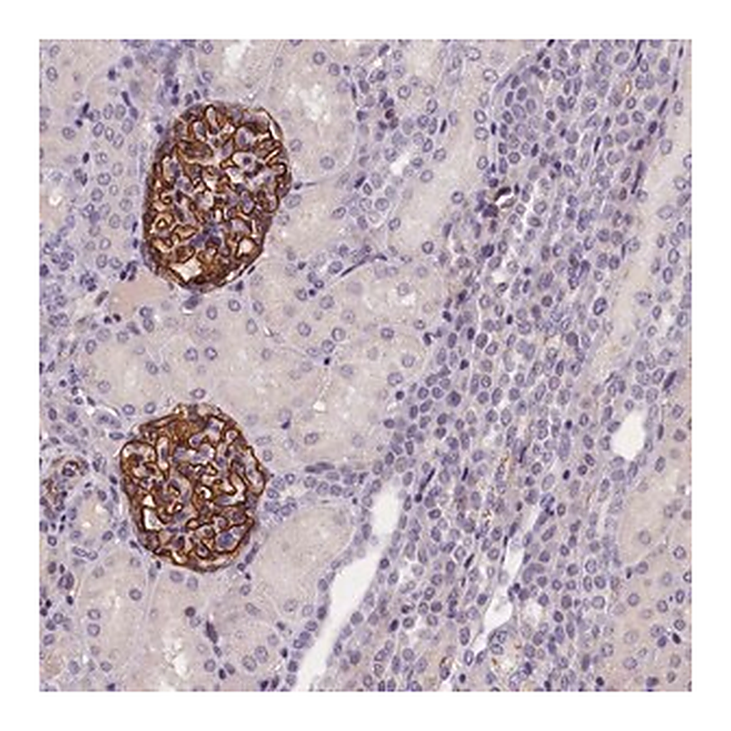 Merck Anti-KLHL35 antibody produced in rabbit