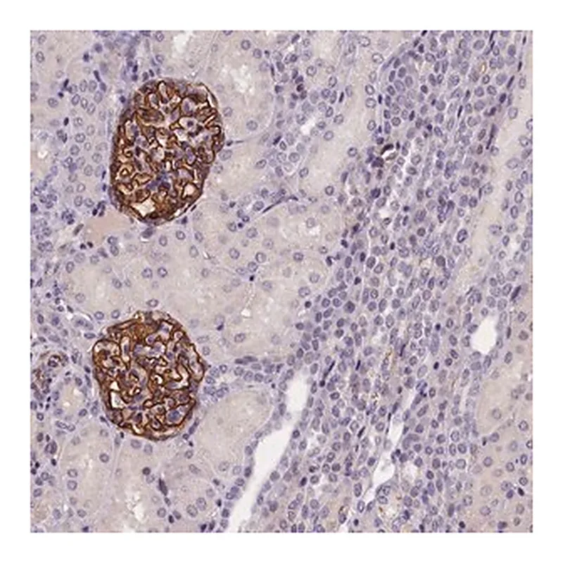 Merck Anti-KLHL35 antibody produced in rabbit