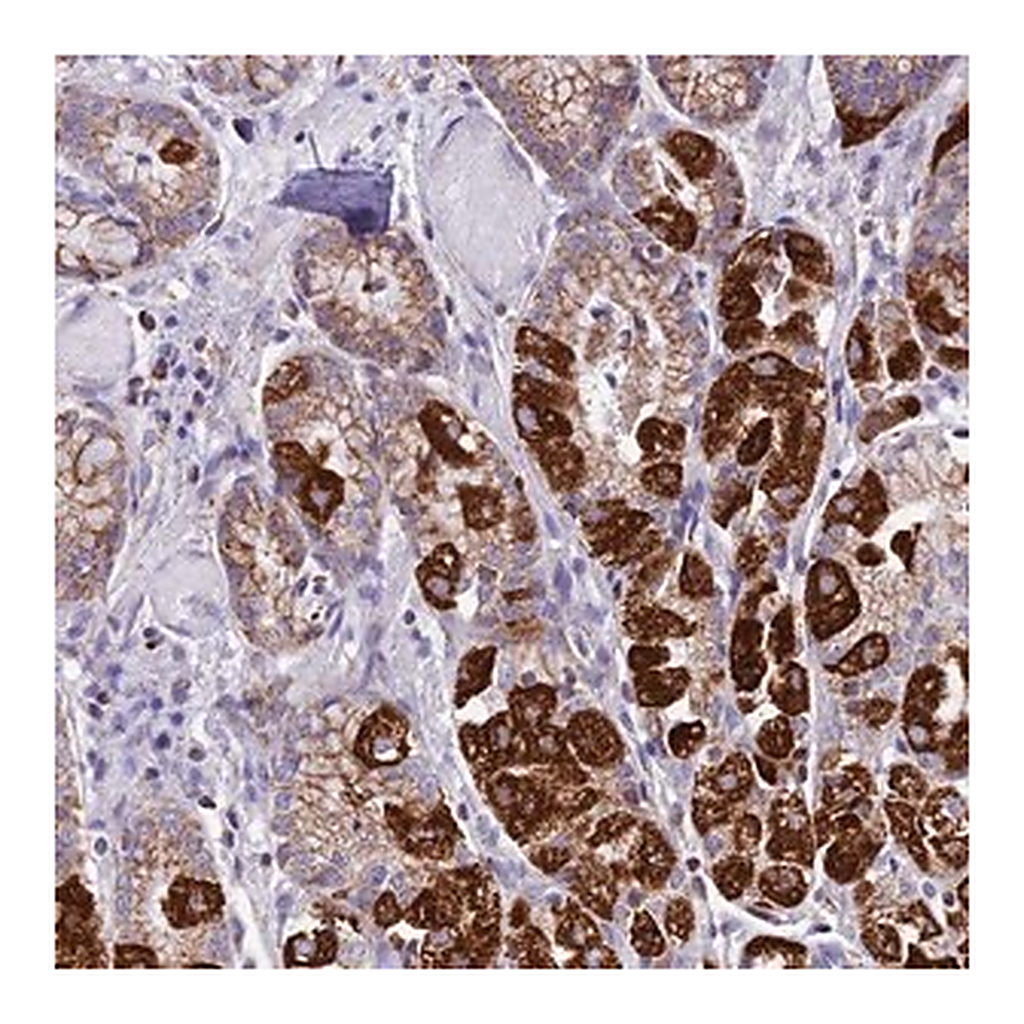 Merck Anti-KCNG1 antibody produced in rabbit