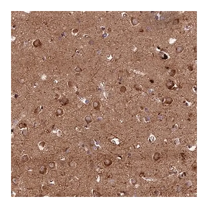 Merck Anti-KIAA1468 antibody produced in rabbit