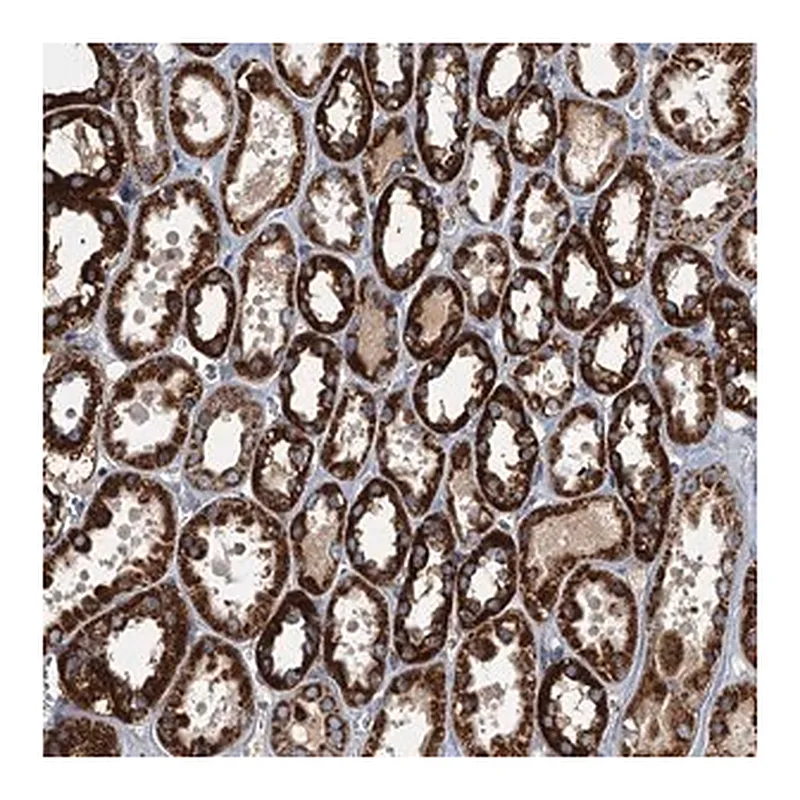 Merck Anti-SPDYC antibody produced in rabbit