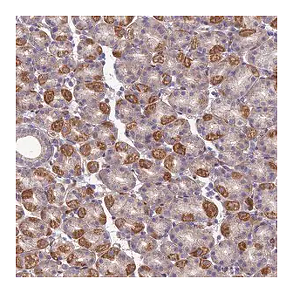 Merck Anti-SEL1L3 antibody produced in rabbit