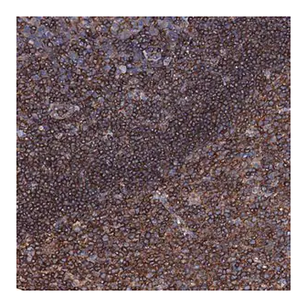 Merck Anti-MS4A4E antibody produced in rabbit