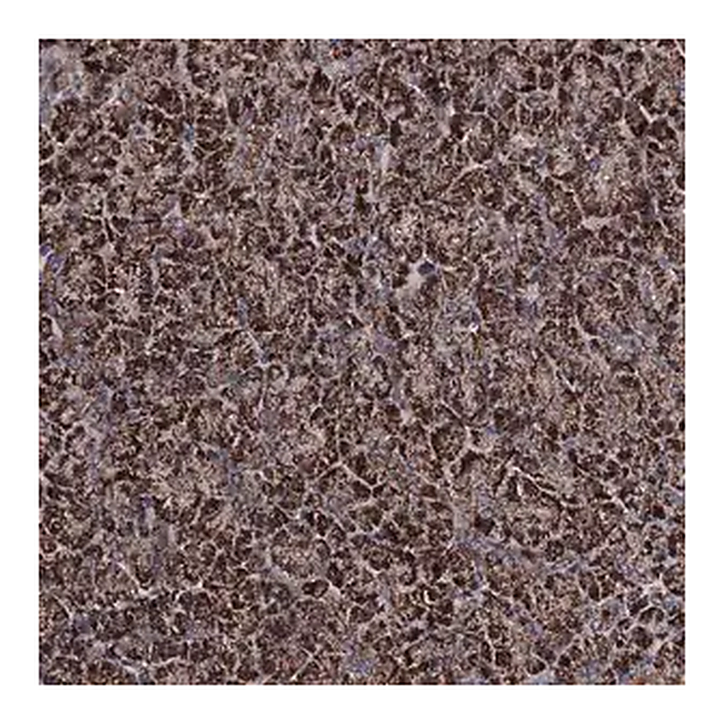 Merck Anti-COA4 antibody produced in rabbit