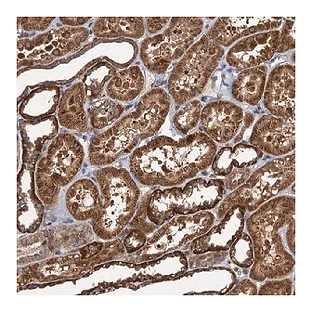 Merck Anti-NLRP10 antibody produced in rabbit