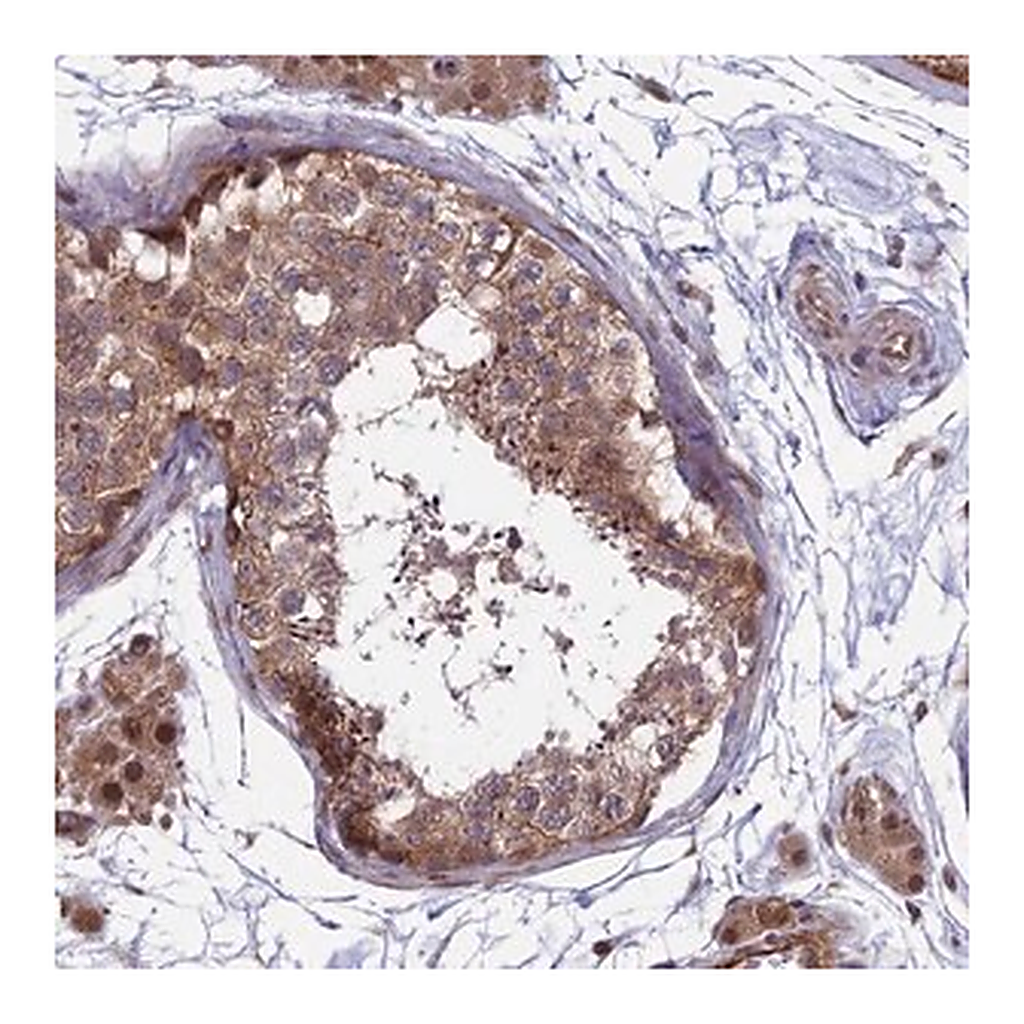 Merck Anti-MAST2 antibody produced in rabbit