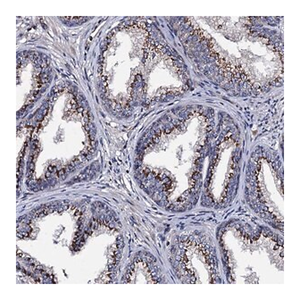 Merck Anti-PLET1 antibody produced in rabbit