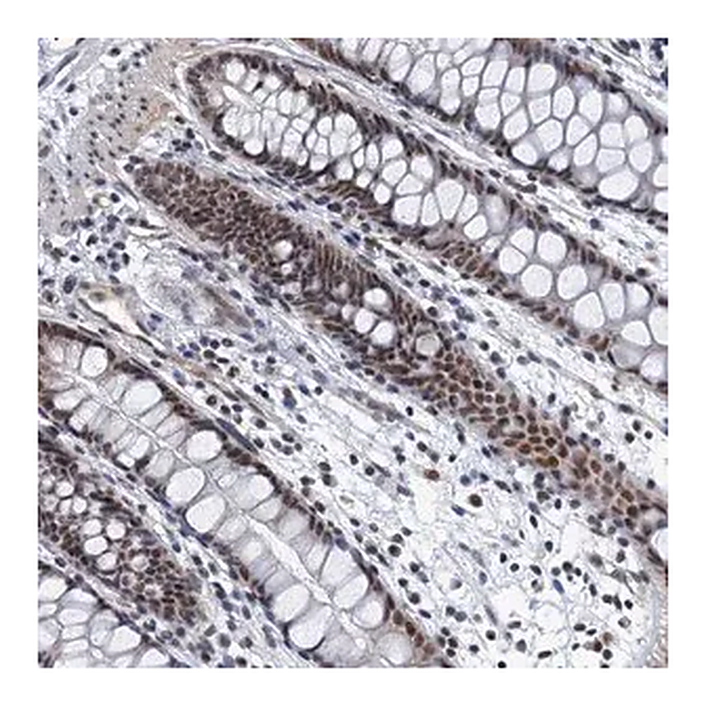 Merck Anti-GADL1 antibody produced in rabbit