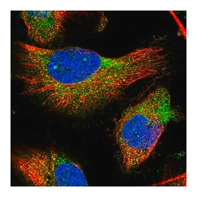 Merck Anti-TMC3 antibody produced in rabbit