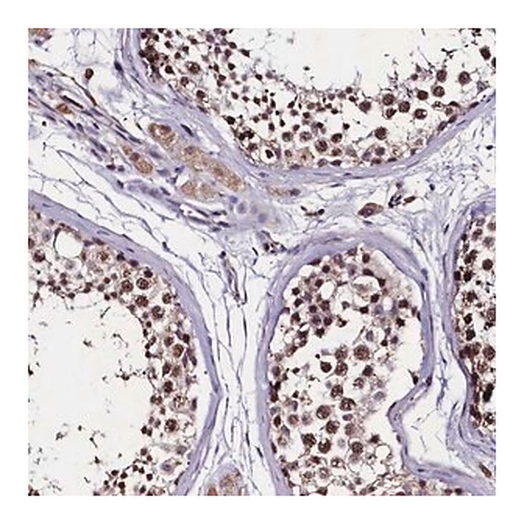 Merck Anti-C11orf49 antibody produced in rabbit