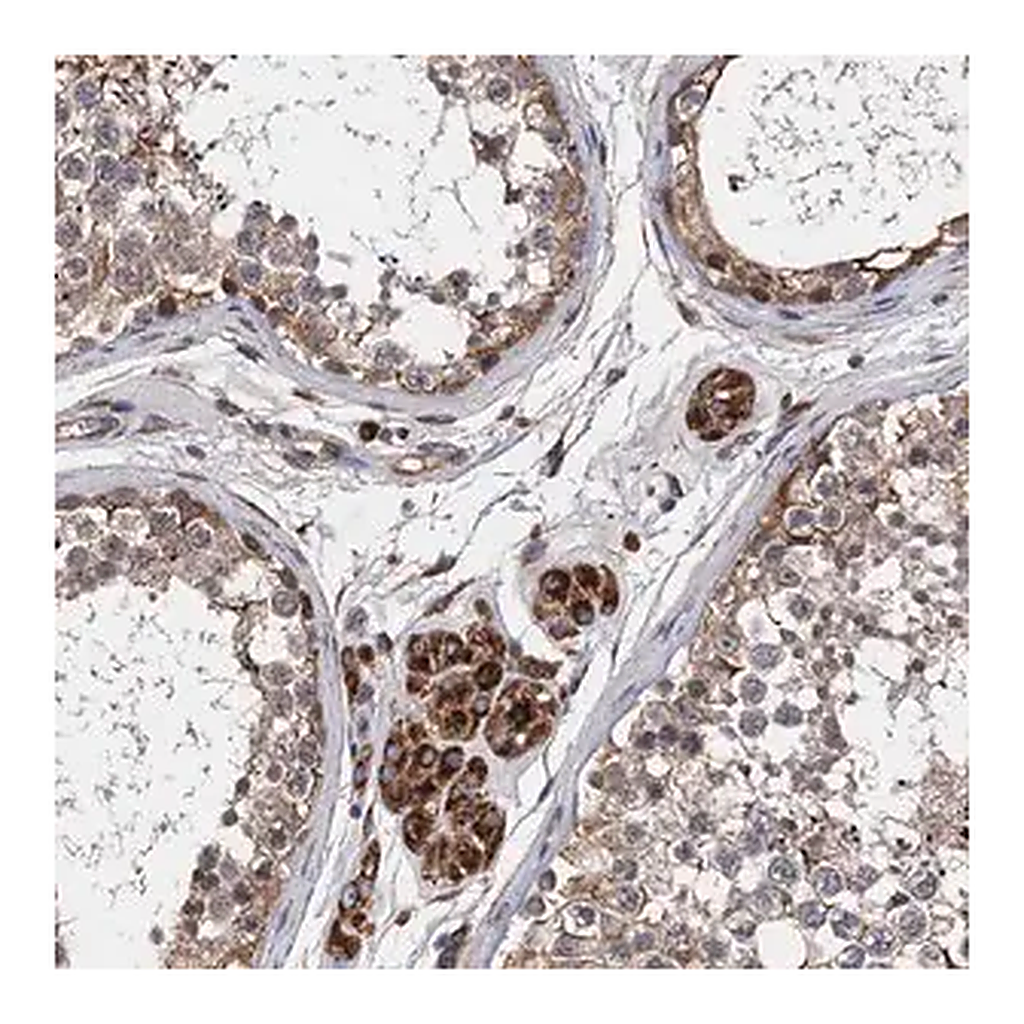 Merck Anti-CNNM1 antibody produced in rabbit