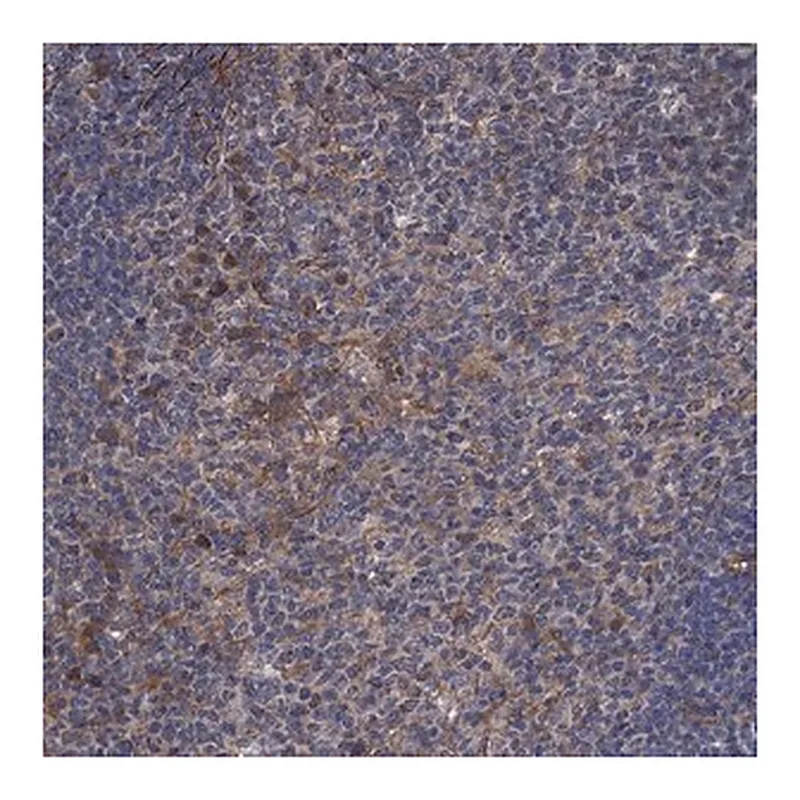 Merck Anti-ARHGAP11A antibody produced in rabbit