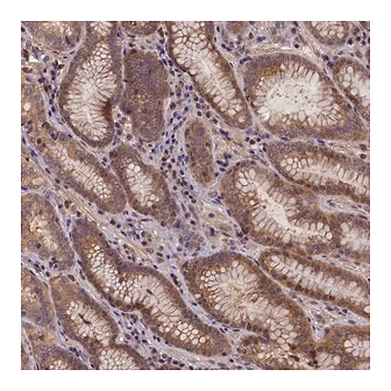 Merck Anti-C15orf52 antibody produced in rabbit