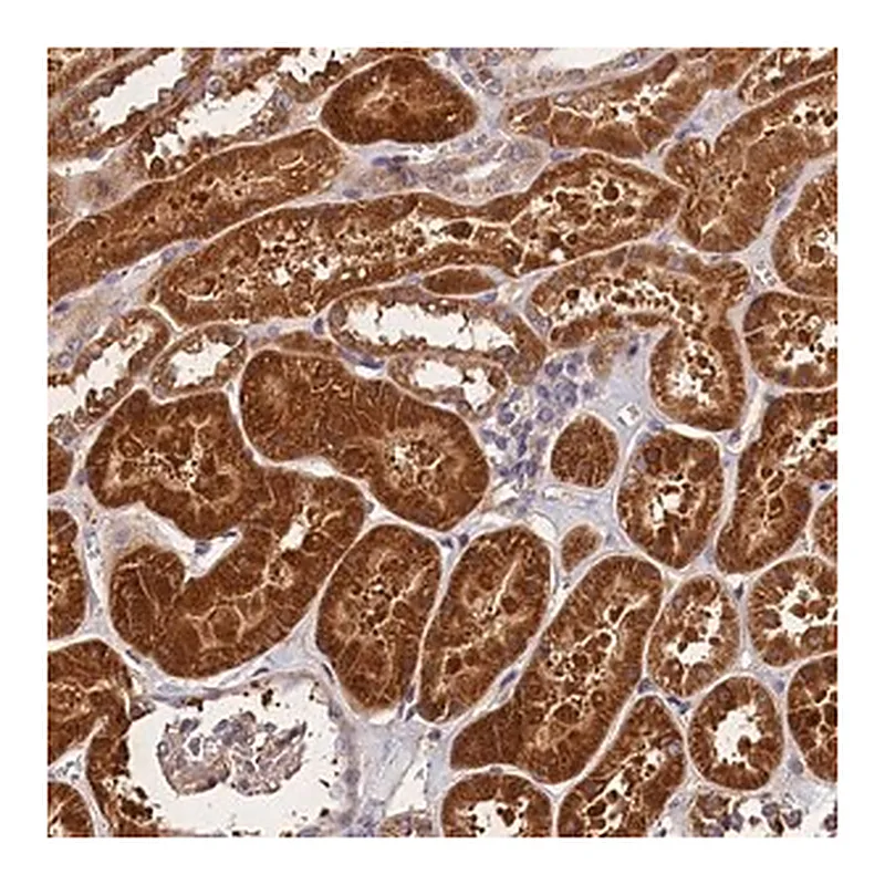 Merck Anti-SPG11 antibody produced in rabbit