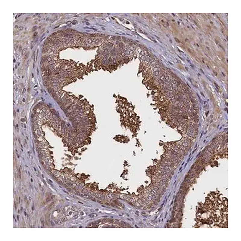 Merck Anti-RBFA antibody produced in rabbit