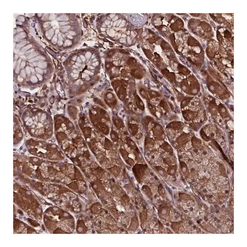 Merck Anti-MEX3C antibody produced in rabbit
