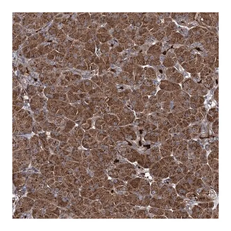 Merck Anti-CCDC102A antibody produced in rabbit
