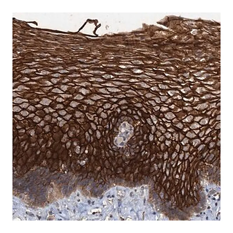 Merck Anti-SCUBE3 antibody produced in rabbit