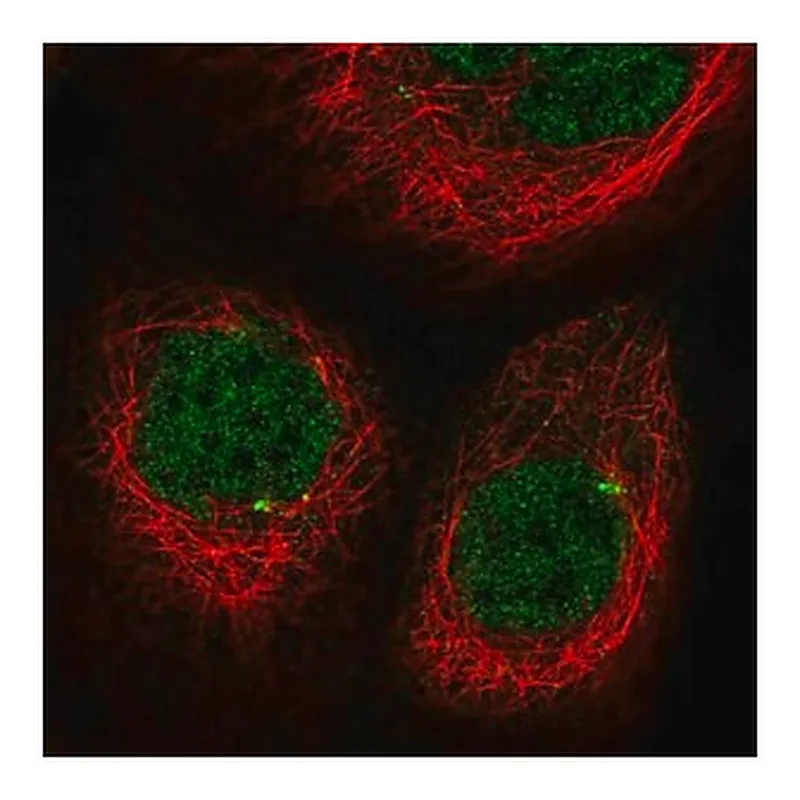Merck Anti-CDKL2 antibody produced in rabbit