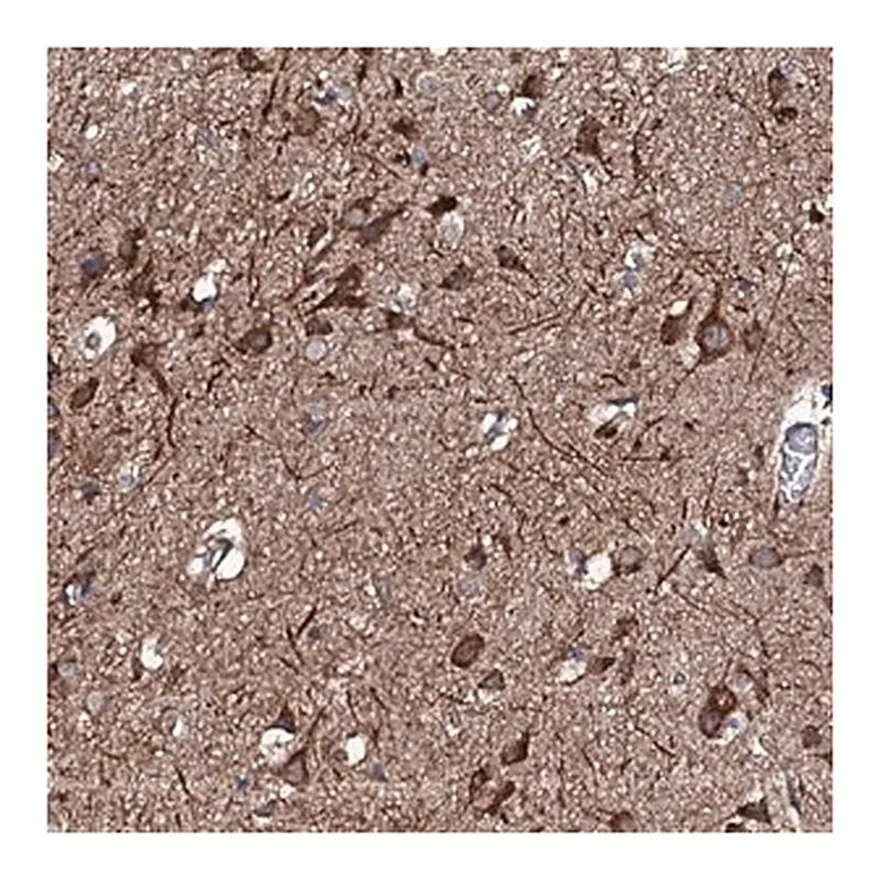 Merck Anti-RAB12 antibody produced in rabbit