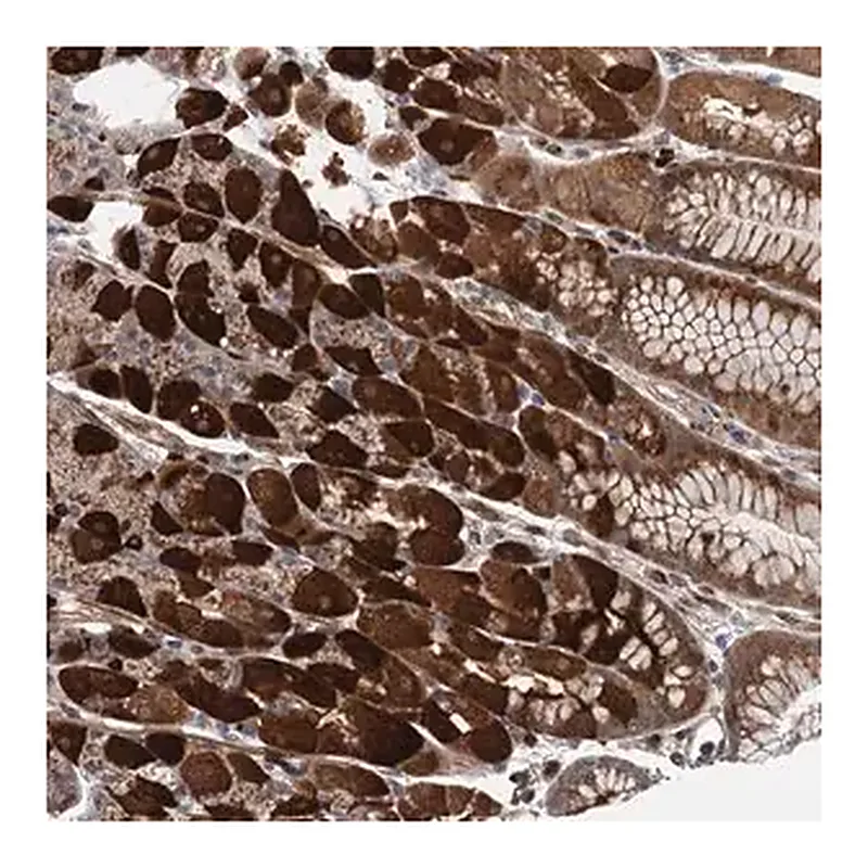 Merck Anti-WDR34 antibody produced in rabbit