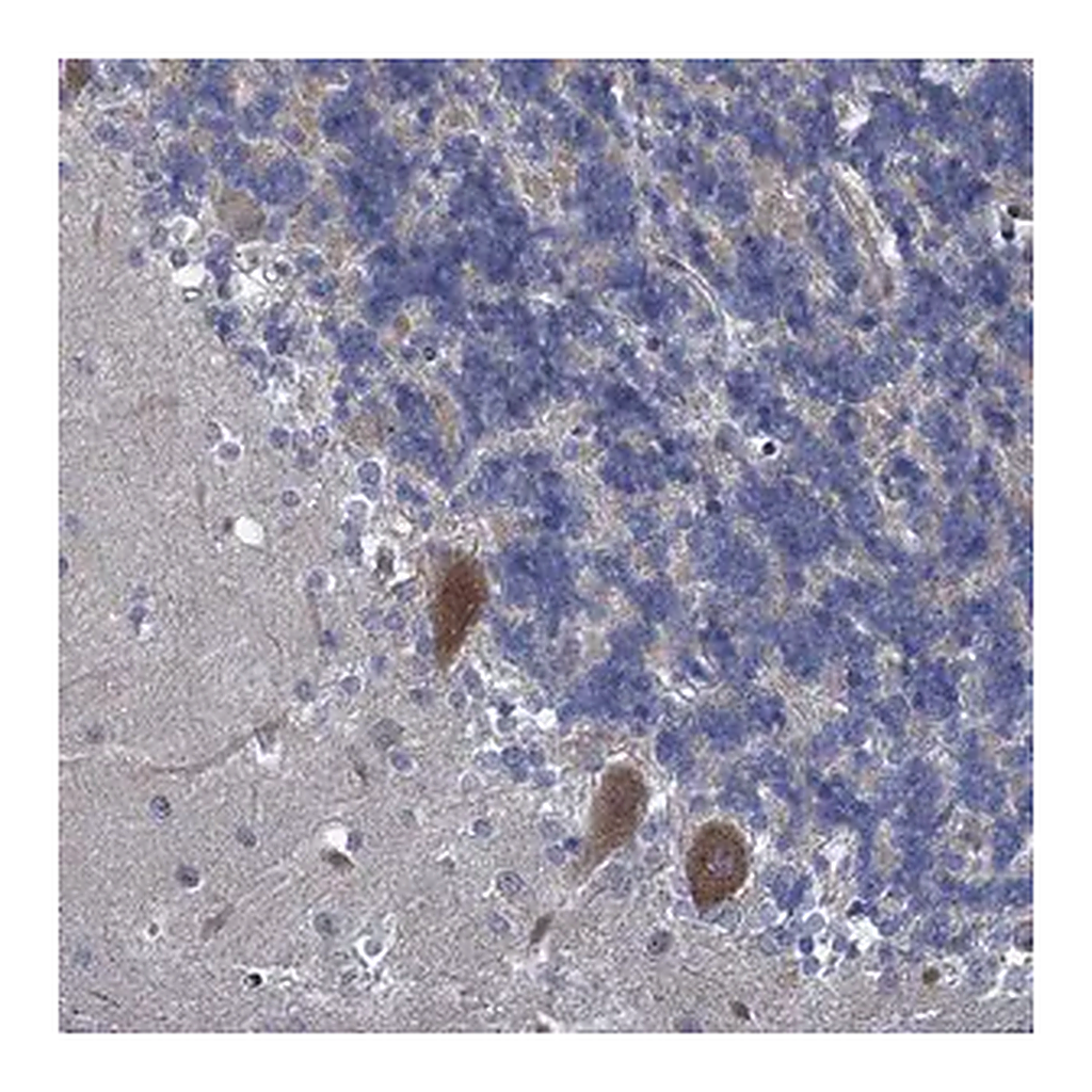 Merck Anti-QPCTL antibody produced in rabbit