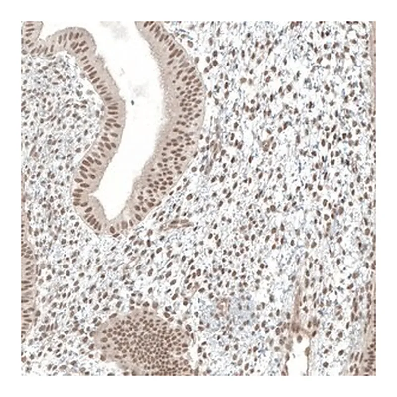 Merck Anti-MED20 antibody produced in rabbit