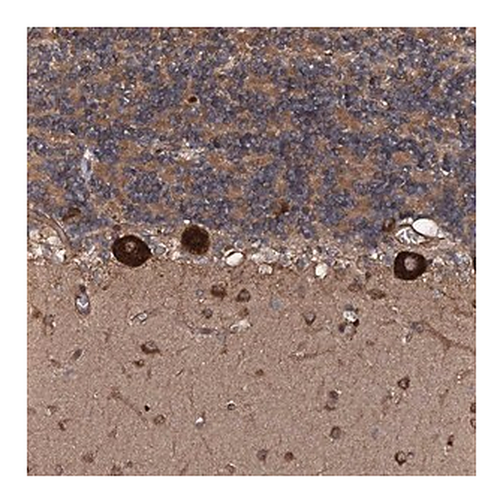Merck Anti-FLYWCH1 antibody produced in rabbit