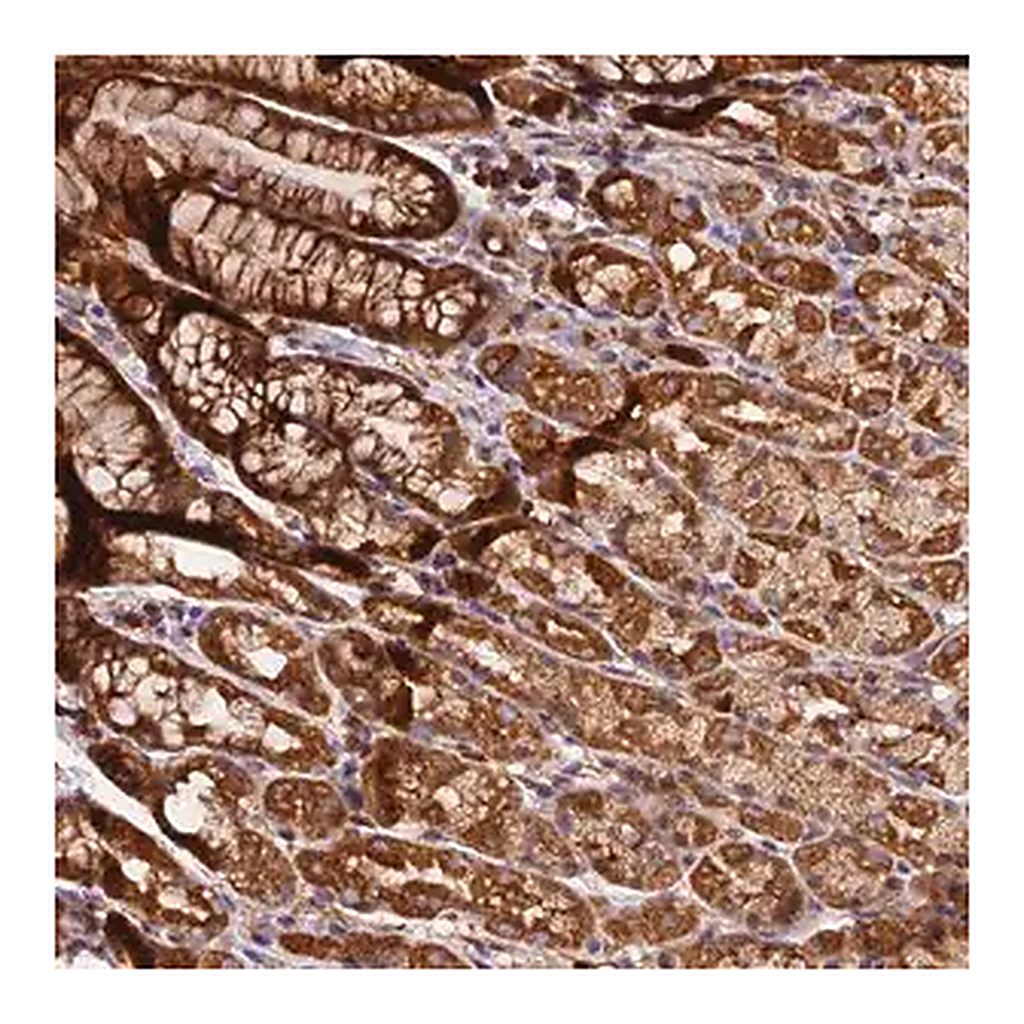 Merck Anti-HERPUD1 antibody produced in rabbit