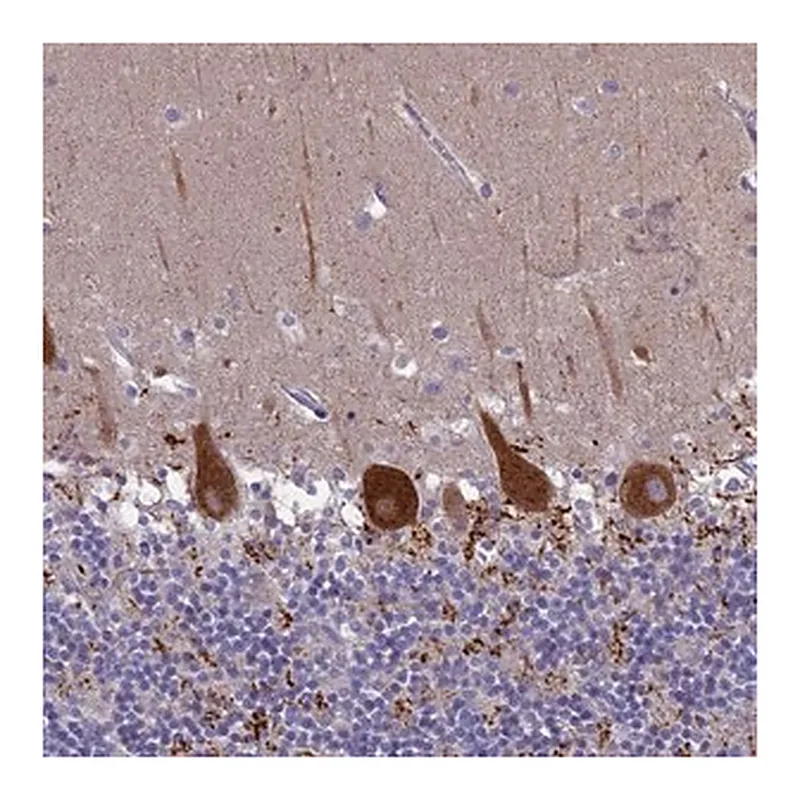 Merck Anti-SV2C antibody produced in rabbit