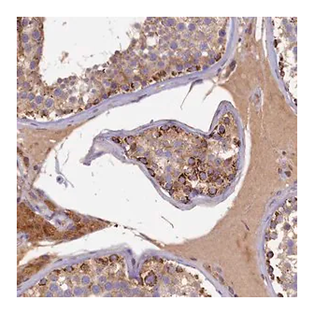 Merck Anti-SEC31B antibody produced in rabbit