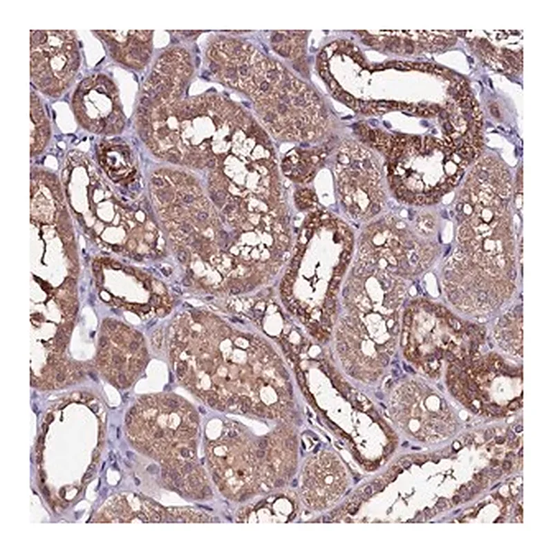 Merck Anti-NARFL antibody produced in rabbit