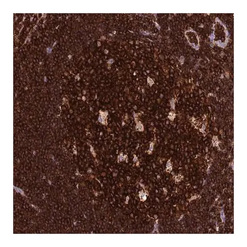 Merck Anti-ADAT1 antibody produced in rabbit