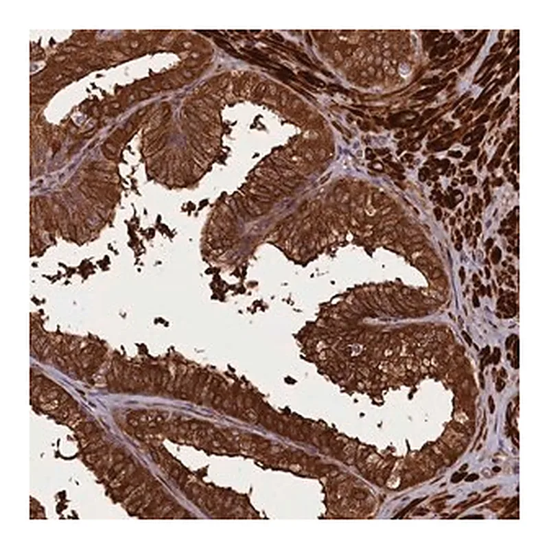 Merck Anti-CCDC102A antibody produced in rabbit