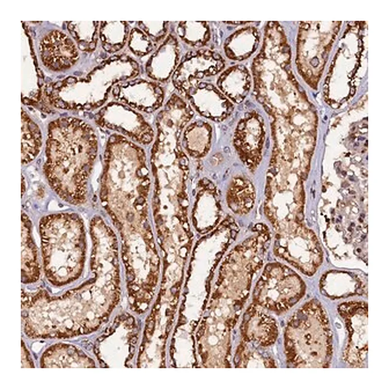 Merck Anti-NCKAP5L antibody produced in rabbit