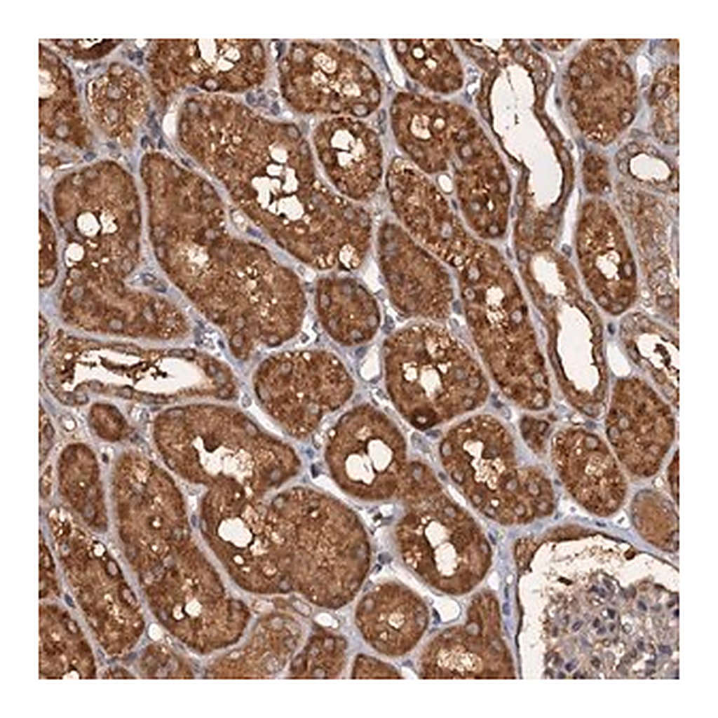 Merck Anti-WDCP antibody produced in rabbit
