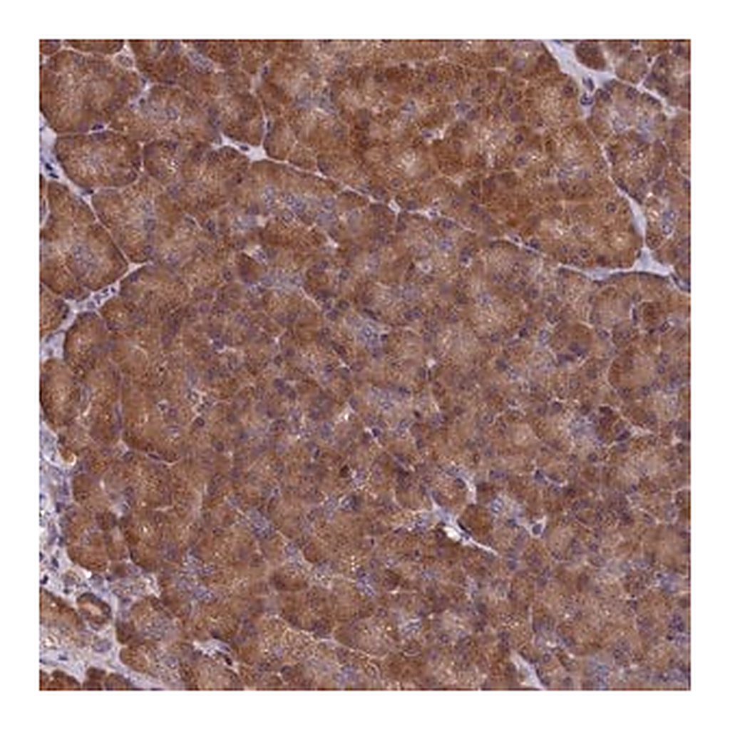 Merck Anti-SLC12A4 antibody produced in rabbit