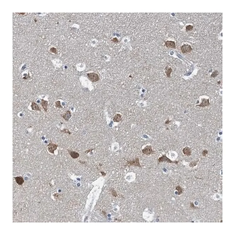 Merck Anti-GFOD2 antibody produced in rabbit