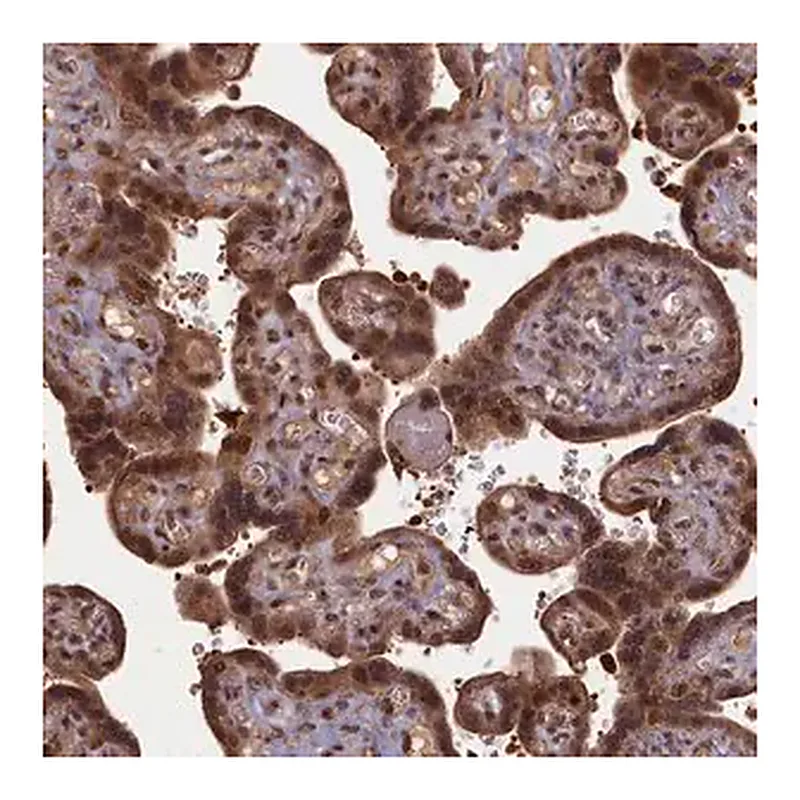 Merck Anti-HIF3A antibody produced in rabbit